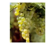 Vitis 'Vroege van der Laan'