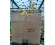 Corylus 'Lange Spaanse'