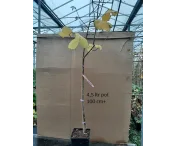Corylus 'Webb's Prize Cob'