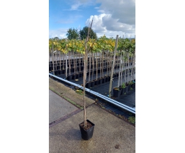 Ficus carica