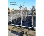 Ficus carica 'Chelsea'