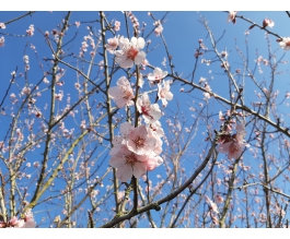 Prunus d. 'Robijn'