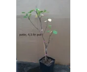 Prunus d. 'Opal'