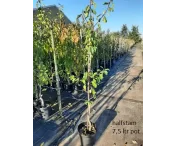 Prunus 'Reine claude d'Oree'