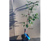 Prunus d. 'Reine Claude Verte'