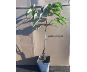 Prunus a. 'Stella'
