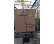 Prunus d. 'Valor'