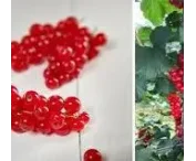 Ribes rubrum 'Marlena'®