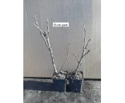 Ribes rub. 'Witte Hollander'