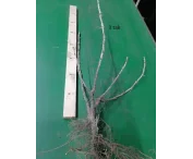 Ribes rub. 'Witte Parel'