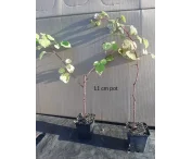 Rubus 'Japanse Wijnbes'