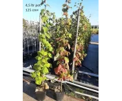 Rubus frut. 'Navaho'