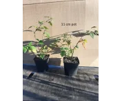 Rubus frut. 'Thornfree'