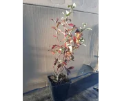Vaccinium c. 'Patriot'