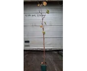 Vitis 'Boskoop Glory'