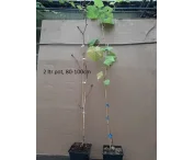 Vitis 'Dornfelder'
