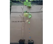 Vitis 'Frankenthaler'