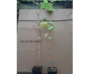 Vitis 'Glenora'