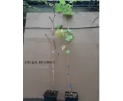 Vitis 'Léon Millot'