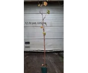 Vitis 'Phönix'