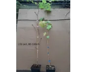 Vitis 'Selma' (pitloos, wit)