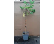 Prunus ar. 'Tomcot'
