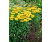 Achillea 'Coronation Gold'