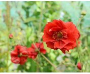 Geum chiloense 'Mrs Bradshaw'