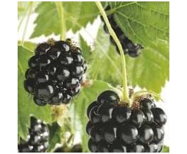 Rubus 'Hull Thornless'