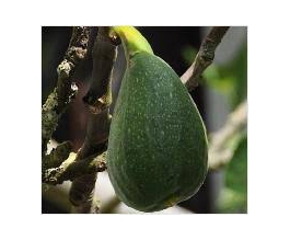 Ficus carica 'Danisch Fisherman'