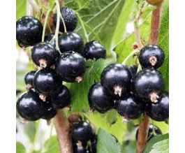 Ribes nigrum 'Wellington XXX'