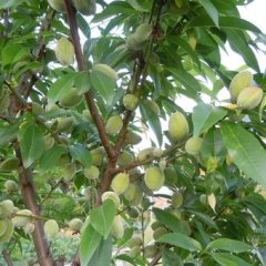 Prunus d. 'Robijn'