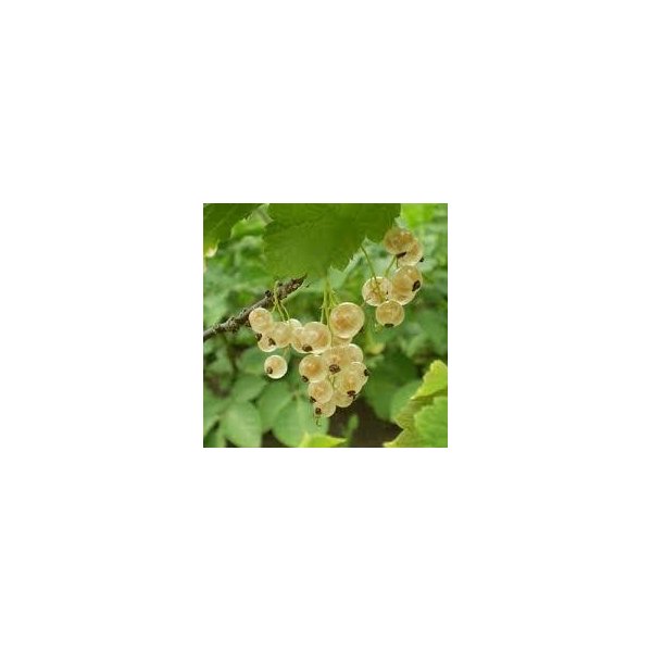 Ribes rub. 'Werdavia'