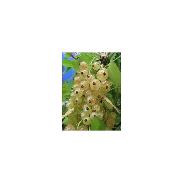 Ribes rub. 'Witte Hollander'