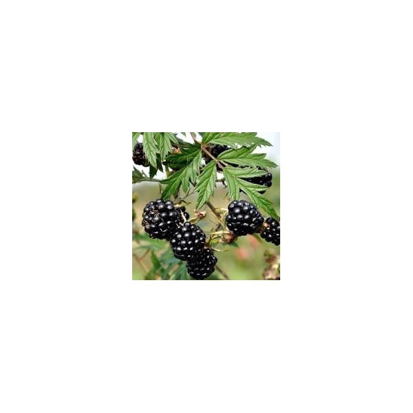 Rubus frut. 'Thornless Evergreen'