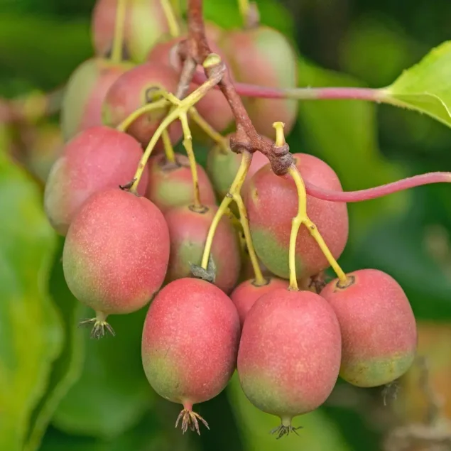Actinidia arguta 'Ananasnaja'