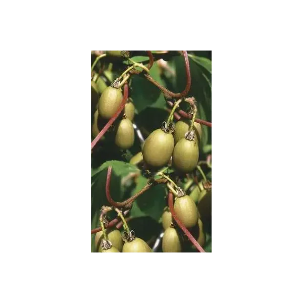 Actinidia a. 'Bayern'