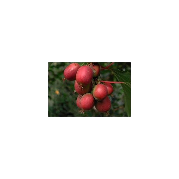 Actinidia a. 'Geneva'