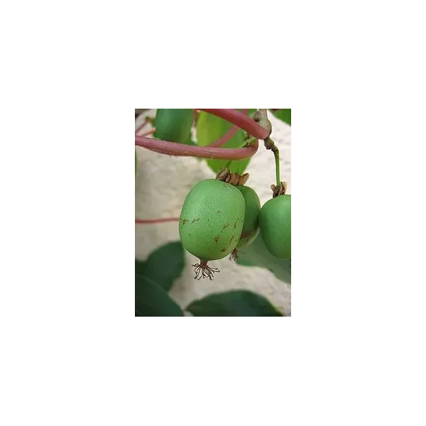 Actinidia a. 'Issai'