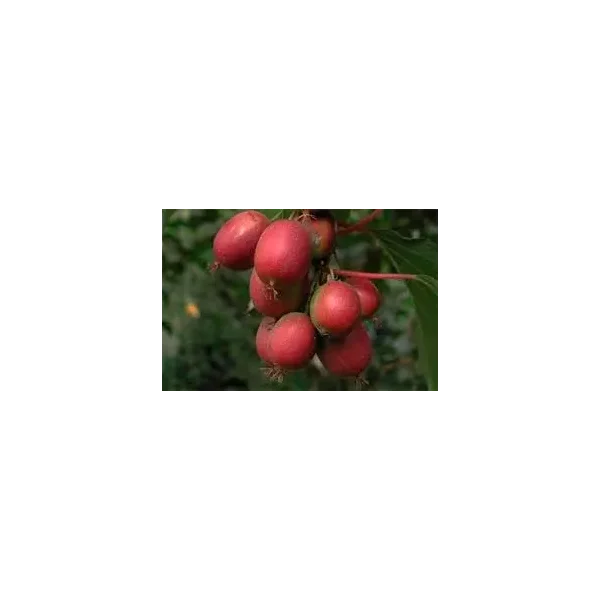 Actinidia a. 'Ken's Red'