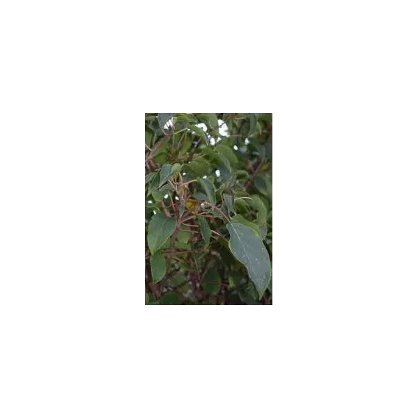 Actinidia a. 'Weiki'