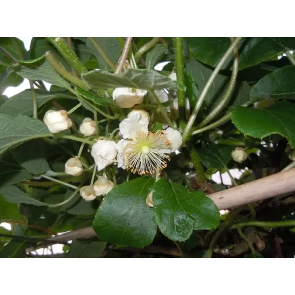 Actinidia d. 'Atlas'