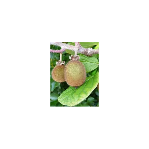Actinidia d. 'Hayward'
