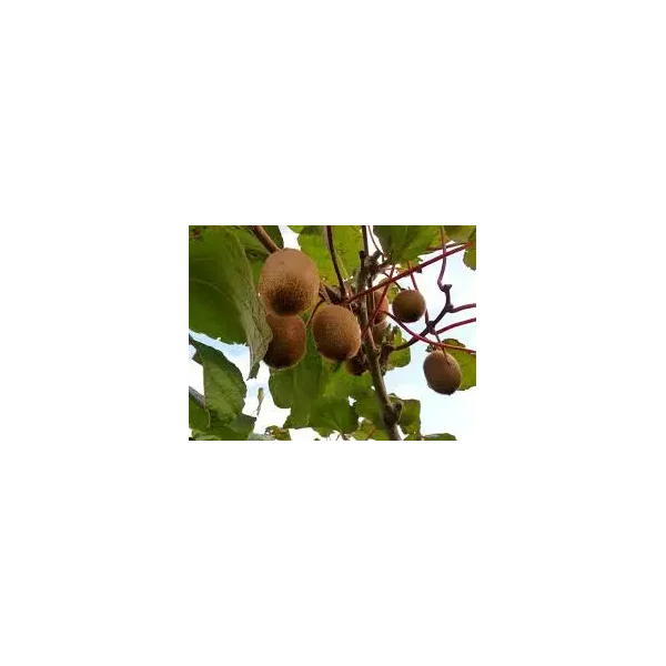 Actinidia d. 'Jenny'