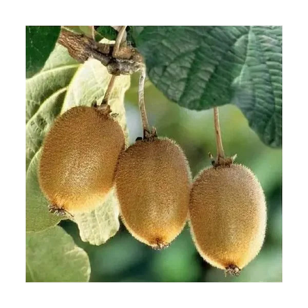Actinidia deliciosa 'Solo'