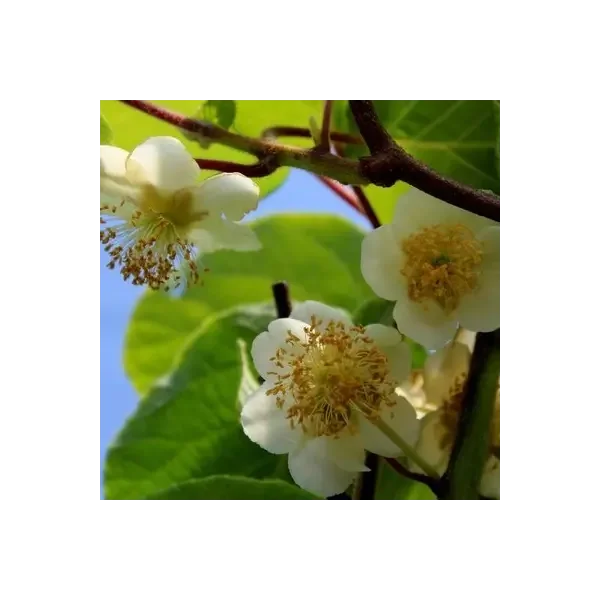 Actinidia d. 'Tomuri'