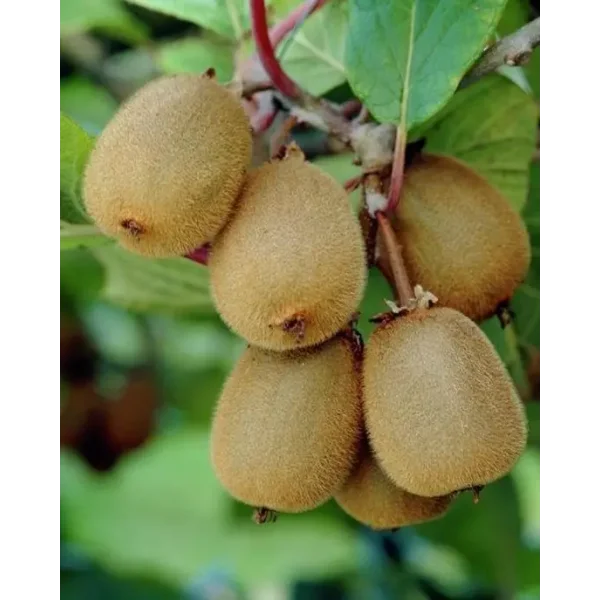 Actinidia d. 'Boskoop'