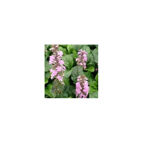Ajuga reptans 'Rosea'