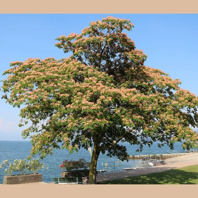 Albizia julibrissin