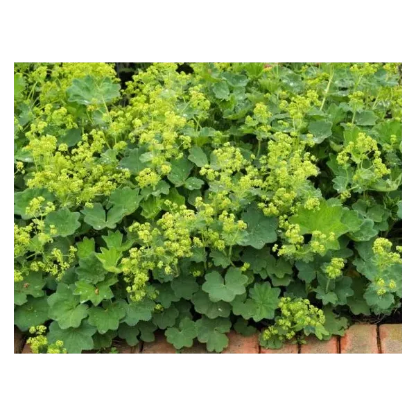 Alchemilla vulgaris